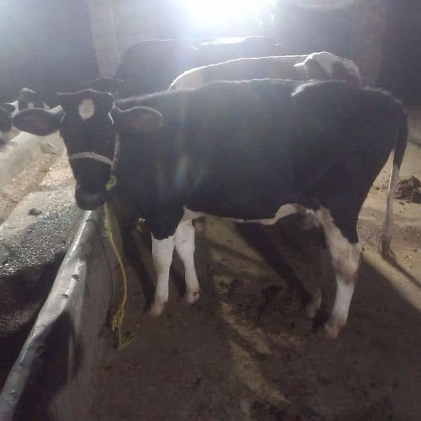 2 cow bechari available for sell 8