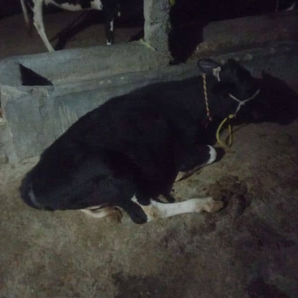 2 cow bechari available for sell 10