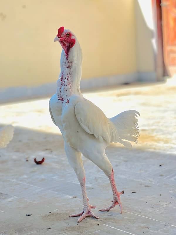 aseel shamo x aseel heera cross breeder 0