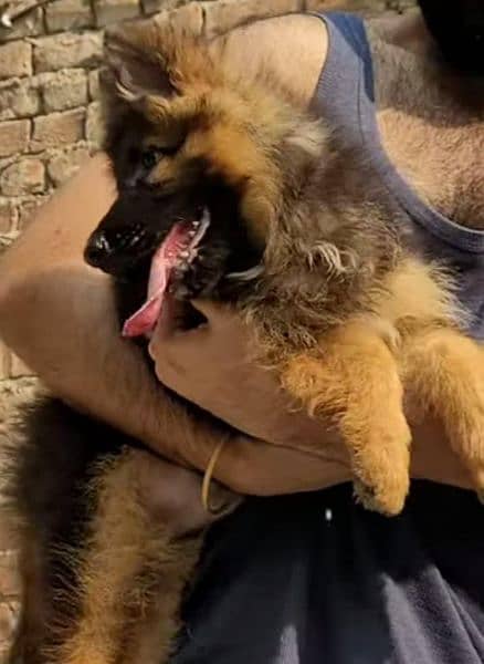 German Shepherd puppies 03258925354 2