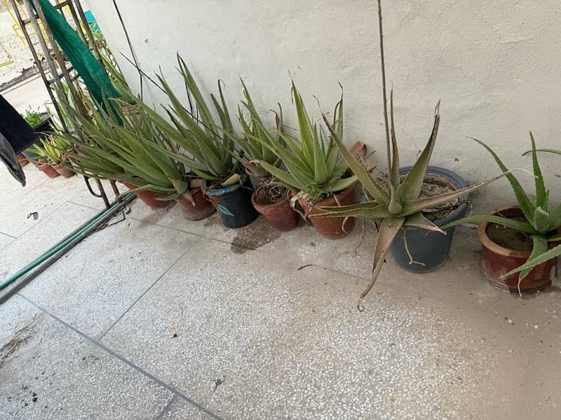 plants and pots 14