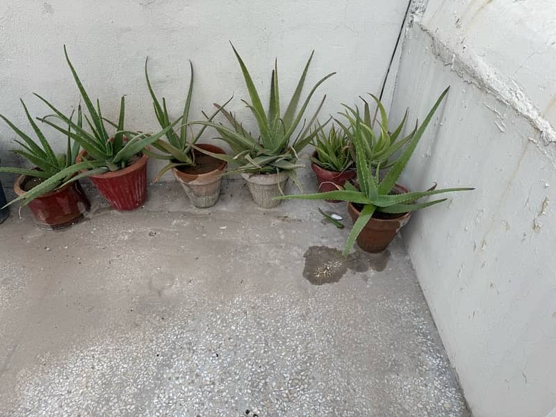 plants and pots 15