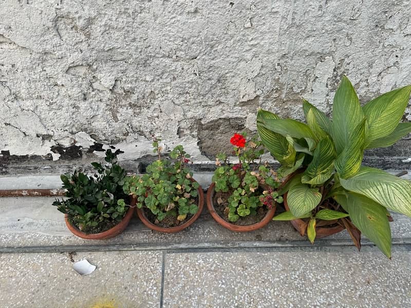 plants and pots 16