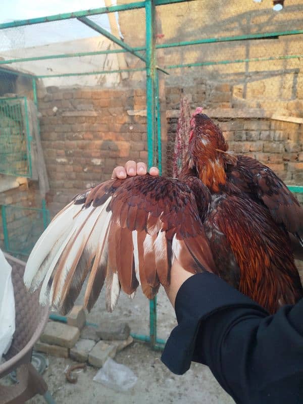 Pure Mianwali Aseels For sale 3