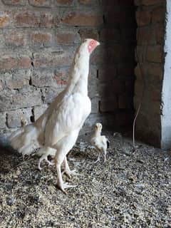 aseel Heera Madi chicks chuzay for sale