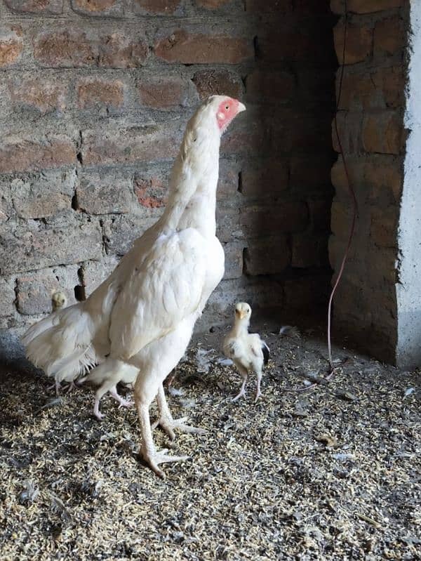 aseel Heera Madi chicks chuzay for sale 0