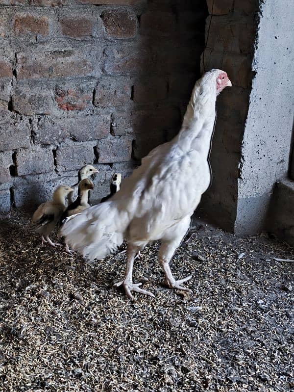 aseel Heera Madi chicks chuzay for sale 1