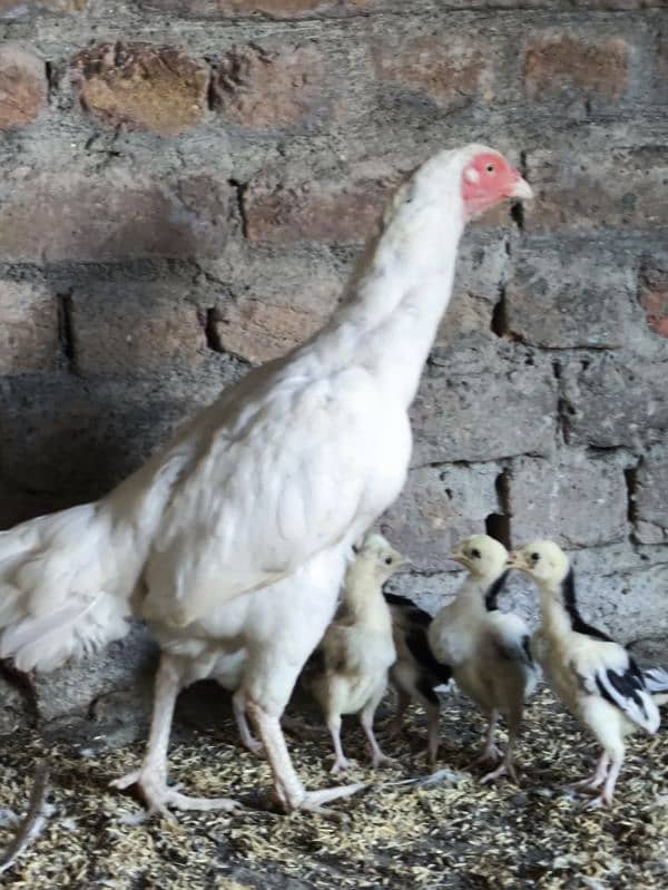 aseel Heera Madi chicks chuzay for sale 2