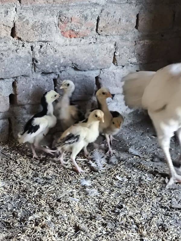 aseel Heera Madi chicks chuzay for sale 3