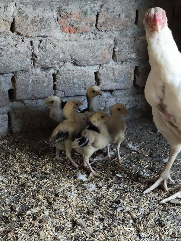 aseel Heera Madi chicks chuzay for sale 5