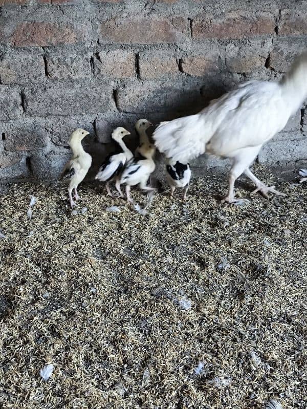 aseel Heera Madi chicks chuzay for sale 6