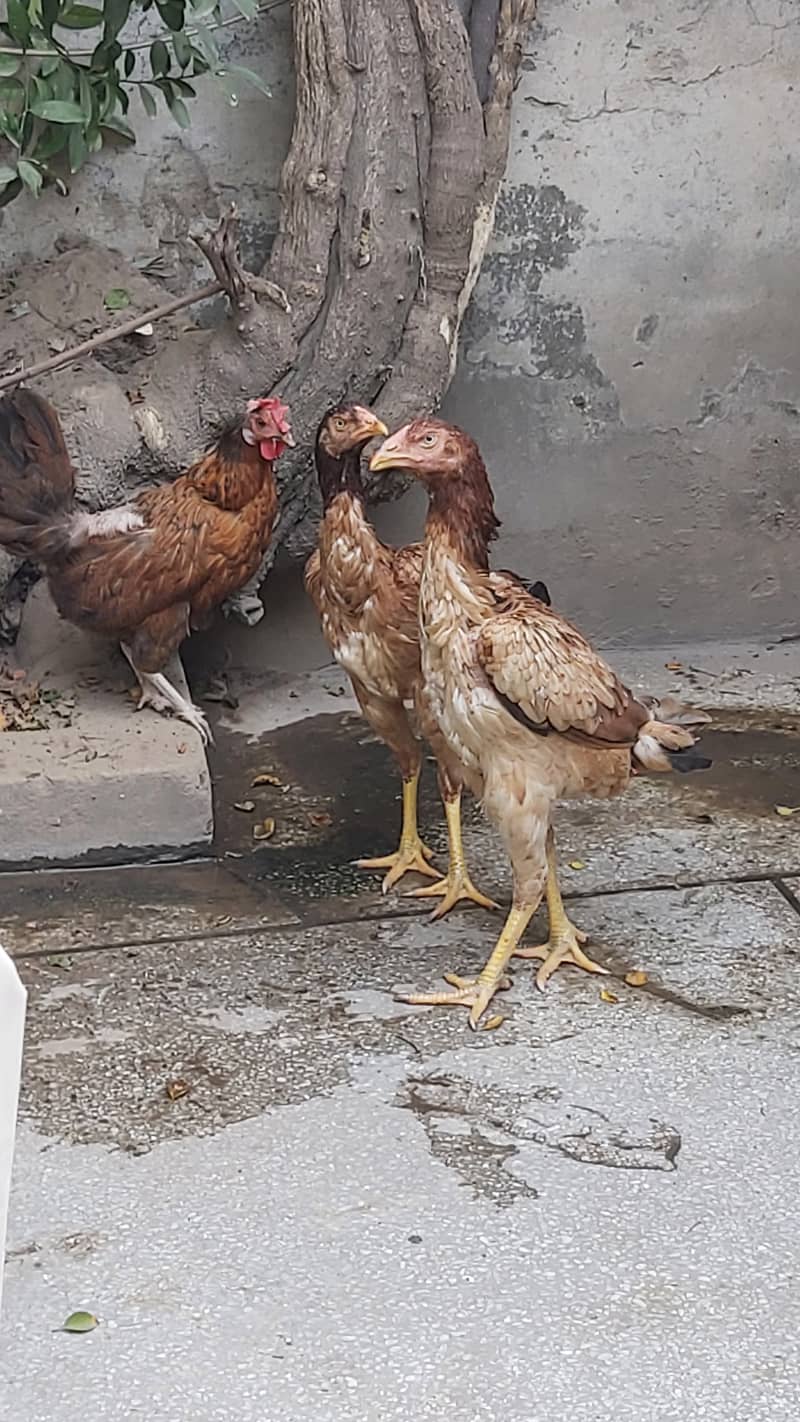 Thai Aseel Neck Locker Chicks / Shamo Hens 1