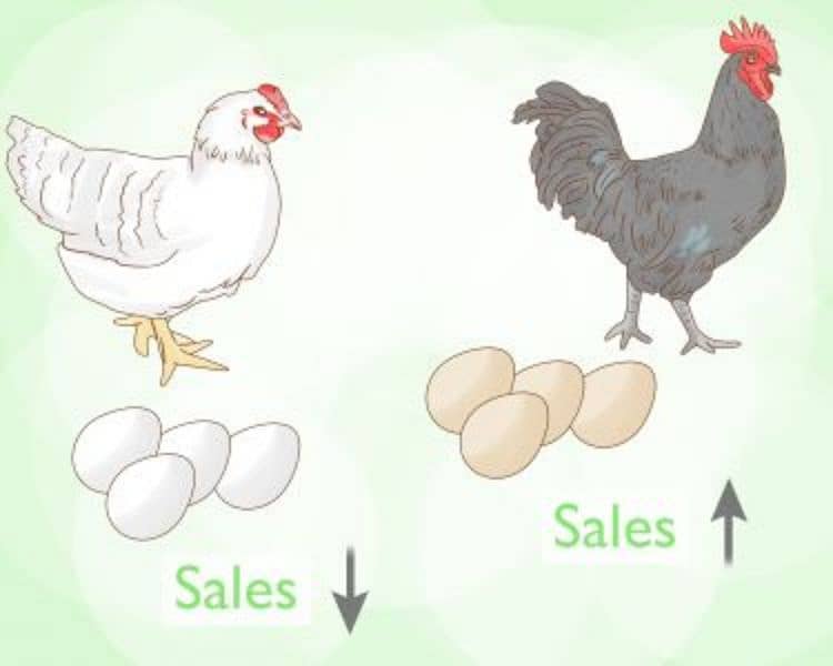 Start Poultry Farming Business | Farm Chick Chicken Broiler Layer Hens 1