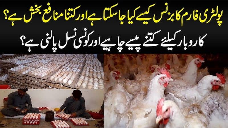 Start Poultry Farming Business | Farm Chick Chicken Broiler Layer Hens 2