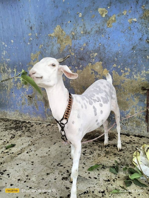 Bakri gulabi taddi 0