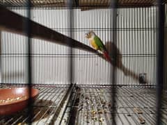 pineapple conure yellow sidid red factor