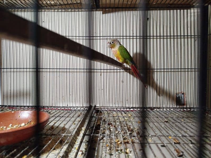 pineapple conure yellow sidid red factor 0