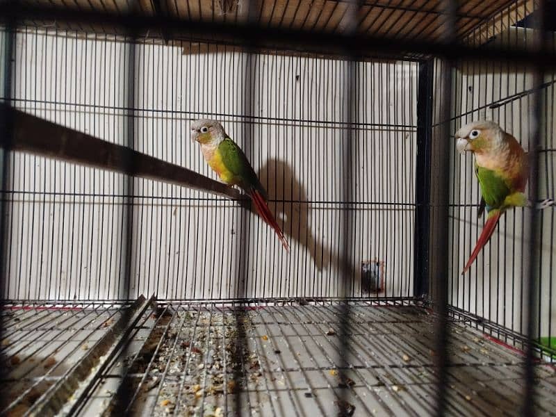 pineapple conure yellow sidid red factor 1