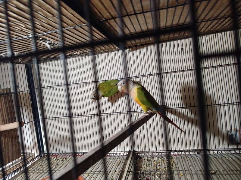 pineapple conure yellow sidid red factor 2