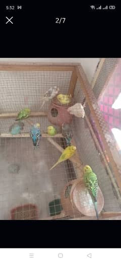 budgies