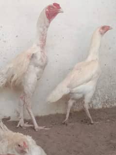 paper white Heera Aseel Egg&chicks