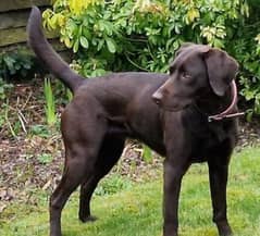 choclate brown labrador pair and black female