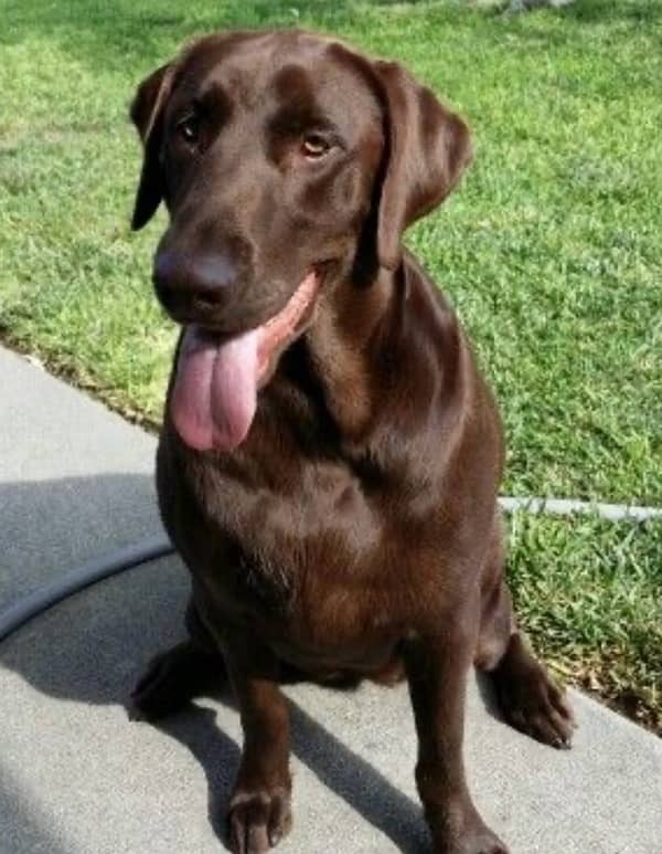 choclate brown labrador pair 1