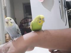 tame budgie