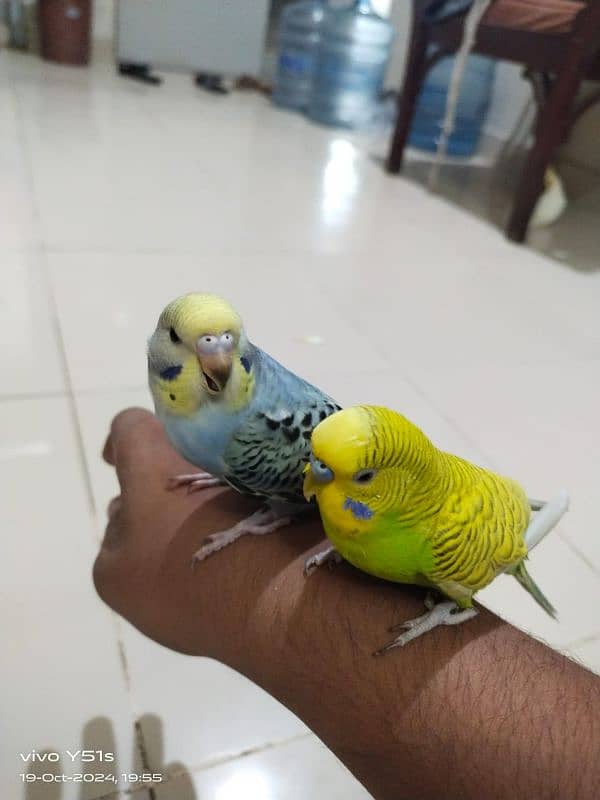 tame budgie 1