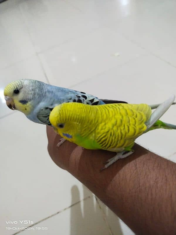 tame budgie 2