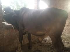 balati cross bull / dagree bull /Wacha/ Bull for sale /cow