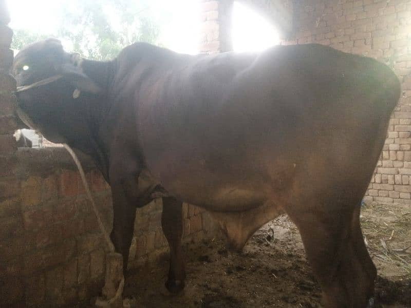 balati cross bull / dagree bull /Wacha/ Bull for sale /cow 0