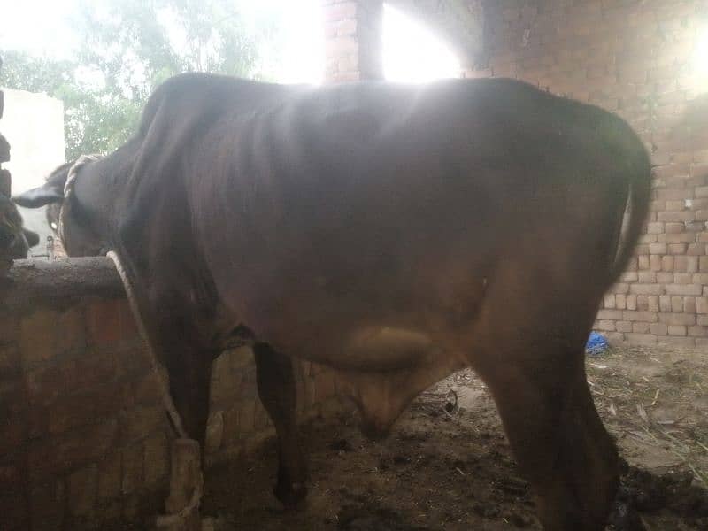 balati cross bull / dagree bull /Wacha/ Bull for sale /cow 1