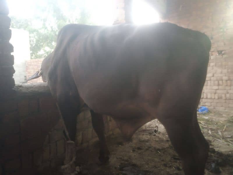 balati cross bull / dagree bull /Wacha/ Bull for sale /cow 3