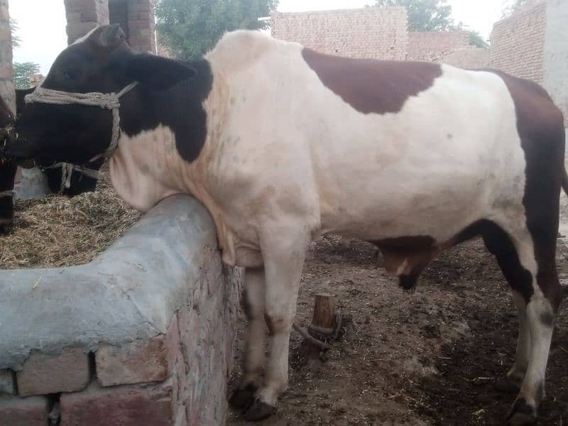 balati cross bull / dagree bull /Wacha/ Bull for sale /cow 4