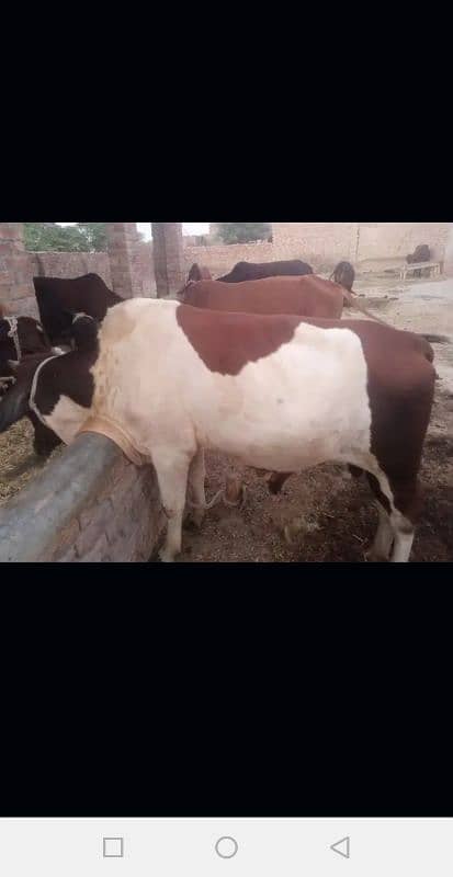 balati cross bull / dagree bull /Wacha/ Bull for sale /cow 5