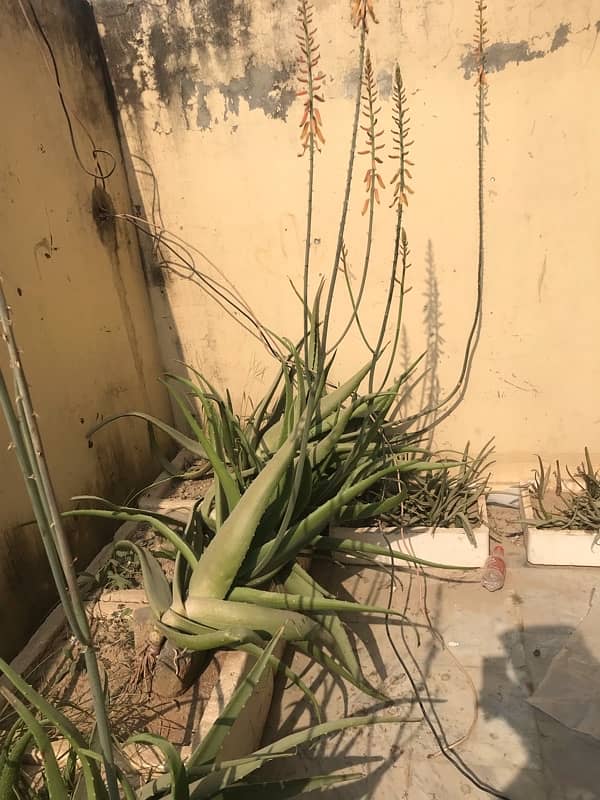 ALOE VERA2500/- 0