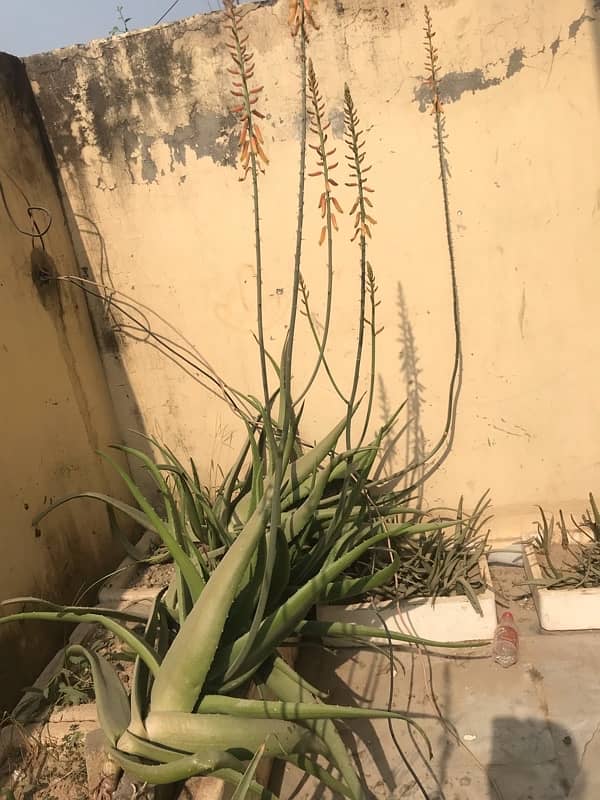 ALOE VERA2500/- 1