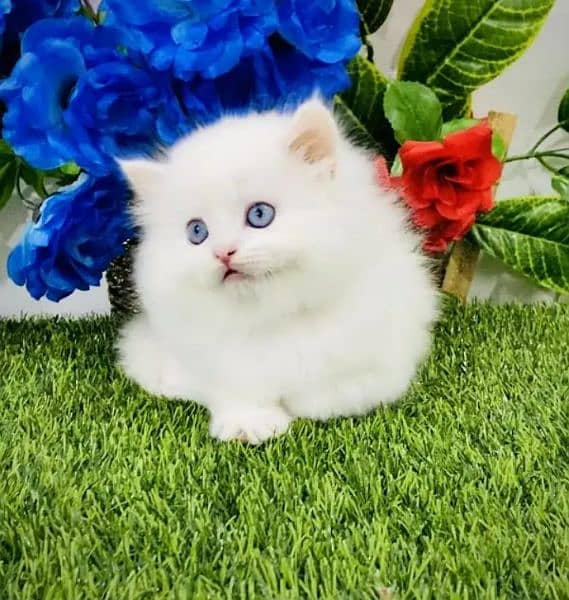 Persian cat for sale my WhatsApp number 03468444939 0