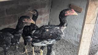 1 Male 2 Female Aseel Chicks (1 Murga or 2 Murgian)