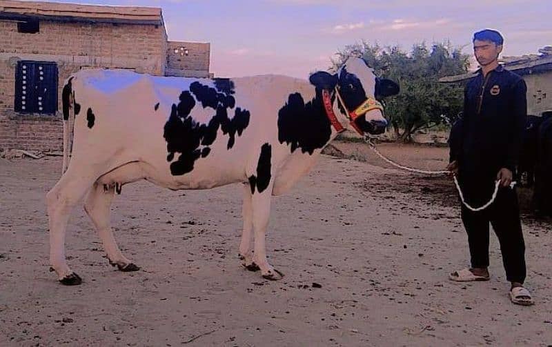 American Cow/Frizan/Impoted/jearsy/Cow/Gaee/Gae/28 kg/litter/گائے 7