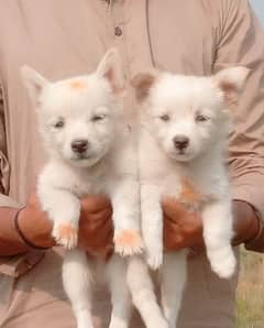 Russian puppy male female available for sale