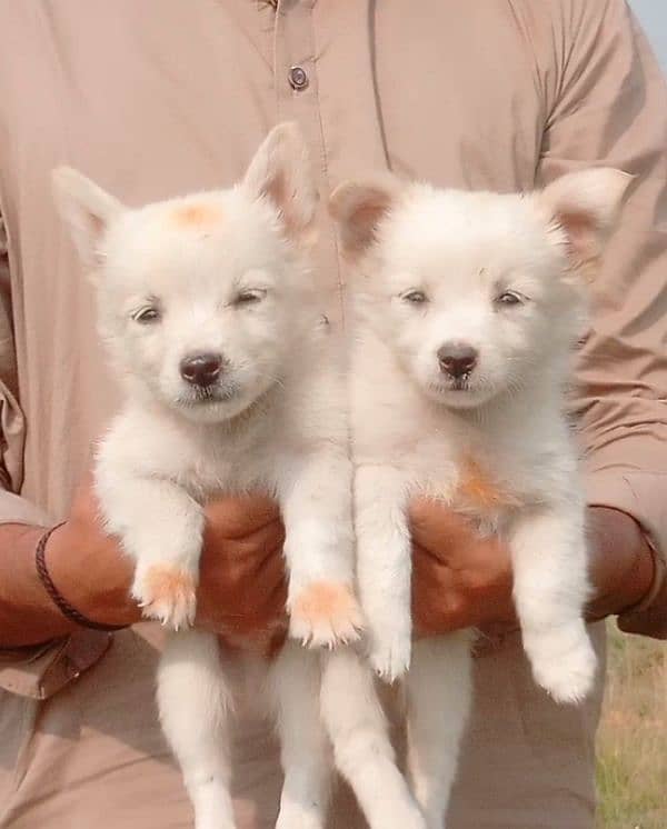 Russian puppy male female available for sale 0