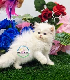 Persian Kittens |White/Smoky Grey|Triple Coated|Punch face