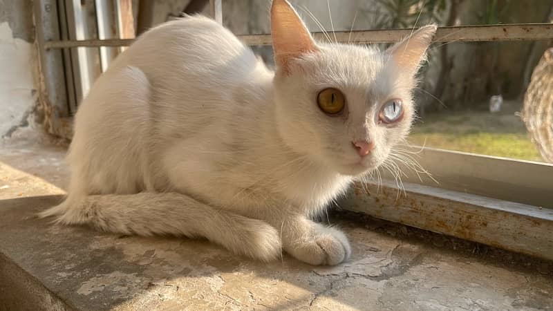 TURKISH ANGORA - Single coated 2