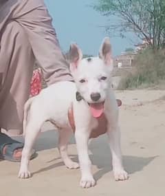 Kuwati gultair male age 2 month old for sale