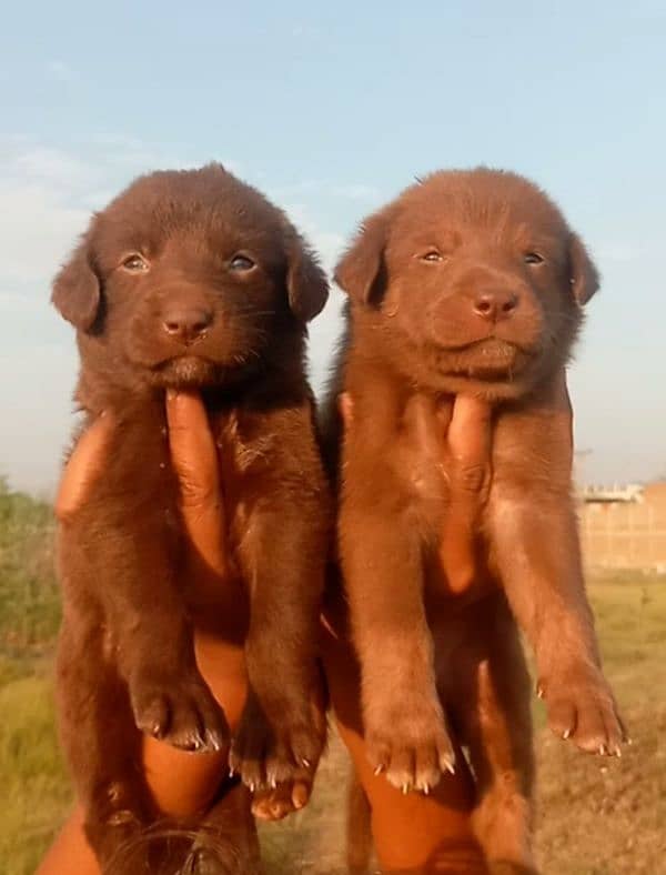 Chocolate Shepherd male female for sale 0