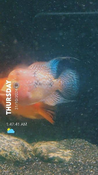 flowerhorn male parrot female pair 2