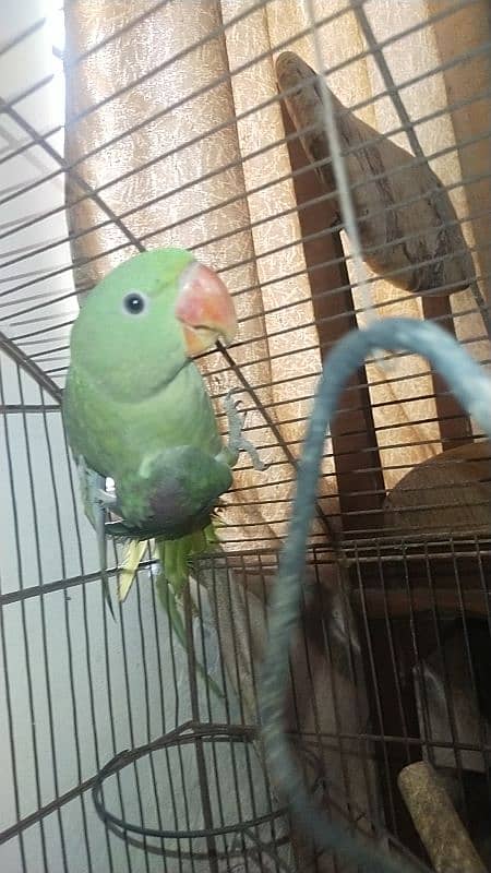 urgent sale raw parrot 0