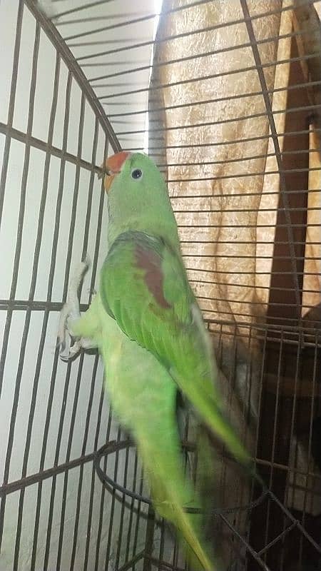 urgent sale raw parrot 1